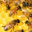 Фото: pixabay - News29.Ru