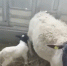 У овец на границе Поморья погибли новорожденные ягнята. Животных ввезут в столицу - FlashNord.Com