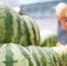 Август и сентябрь – время пиковой нагрузки на систему обращения с ТКО - ИА Двина-Информ