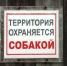Котласский микрорайон Бочага держит в страхе алабай - ГТРК Поморье