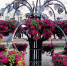 Проект по озеленению и благоустройству Няндомы будет продолжен - Единая Россия