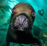 Пока вы смотрите на морского льва, он смотрит на вас | Источник: Patrick Webster / underwaterphotographeroftheyear.com - 29.Ru