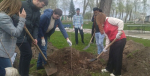 В студгородке СГМУ появится аллея кленов и яблонь