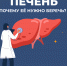 За что отвечает печень? - Центр медицинской профилактики