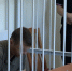 В Архангельске задержали северодвинского курьера телефонных мошенников - Tv29.Ru