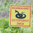 В Москве такие змеи не водятся  | Источник: Елена Буйвол / VLADIVOSTOK1.RU - 29.Ru