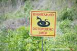 В Москве такие змеи не водятся  | Источник: Елена Буйвол / VLADIVOSTOK1.RU