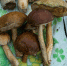 Подберезовик легко найти в лесу, а приготовить с ним вкусное блюдо еще проще | Источник: Артём Устюжанин / E1.RU - 29.Ru