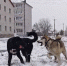 На юг Архангельской области обрушились снегопады - ГТРК Поморье