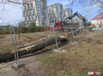 Источник: Иван Митюшёв / 29.RU
