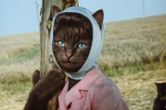 Тренируйся лучше на кошках! Тест для больших любителей советского кино из Архангельской области