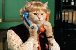 Тренируйся лучше на кошках! Тест для больших любителей советского кино из Архангельской области