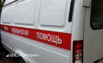 Неадекватный архангелогородец залез на дерево, чтобы полакомиться медом
