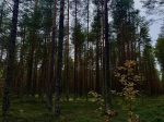 Фото: Архангельский экологический оператор
